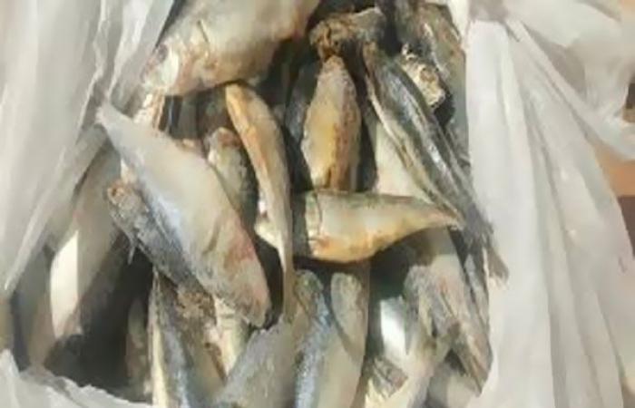 أخبار الحوادث : سقوط تاجر بـ 140 طن أسماك فاسدة ببني سويف