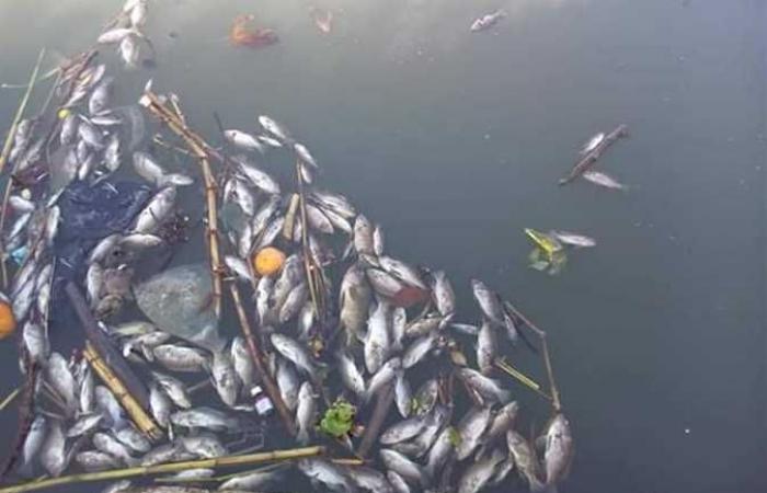 حوادث : يستخدم السيانيد في الصيد.. القبض على المتهم بتسميم أسماك نهر النيل في بنها
