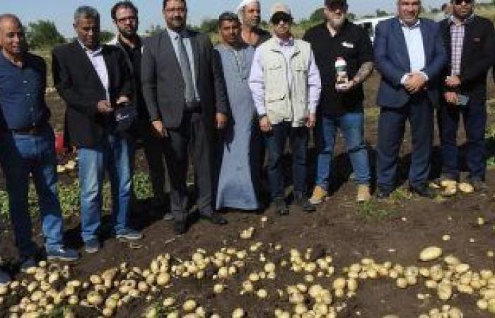 محافظات : أشهرها "أليسون".. شاهد بدء حصاد محصول البطاطس بالمنيا.. صور