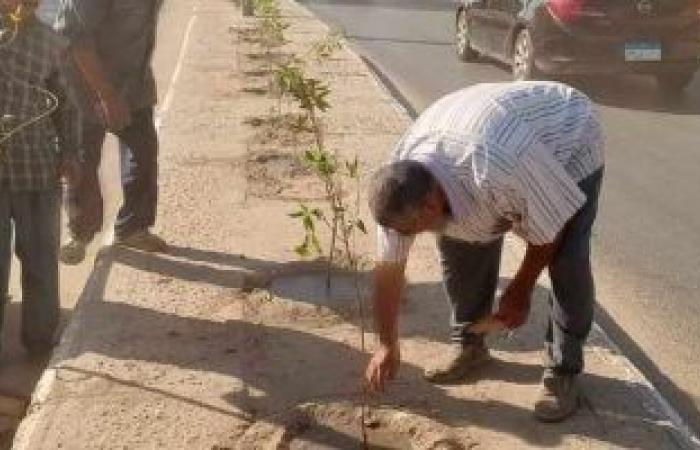 محافظات : زراعة أشجار مثمرة وأخرى للزينة بمركزين بالمنيا ضمن مبادرة "100 مليون شجرة"