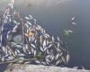 حوادث : يستخدم السيانيد في الصيد.. القبض على المتهم بتسميم أسماك نهر النيل في بنها