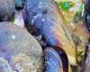 محافظات : بلح البحر.. أكلة بحرية شهيرة على مائدة البورسعيدية.. فيديو وصور
