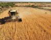 إقتصاد : الأمطار تقلّص محصول القمح في فرنسا عام 2024
